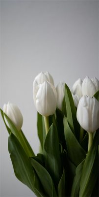 hintergrundbilder tulpen