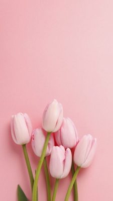 hintergrundbilder tulpen